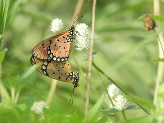 butterfly on the grass