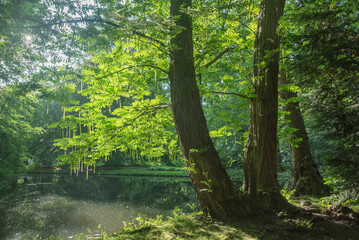 Obraz premium Zieleń oświetlona słońcem, skrzydłorzech