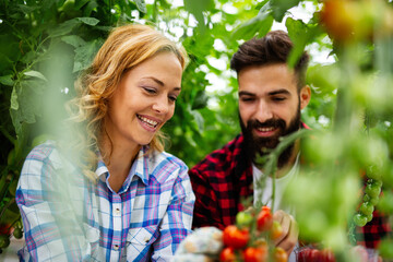 Obraz premium Young couple of farmers working in greenhouse, with organic bio tomato.