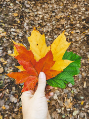 hand holding colorful autumn leaf