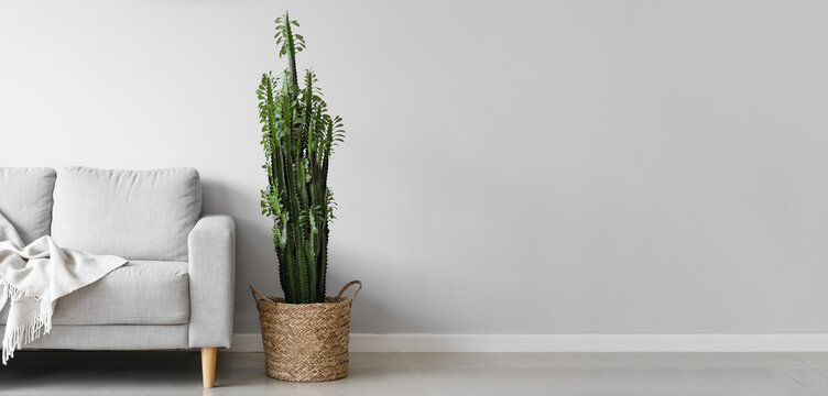 Big Cactus And Sofa Near Light Wall With Space For Text