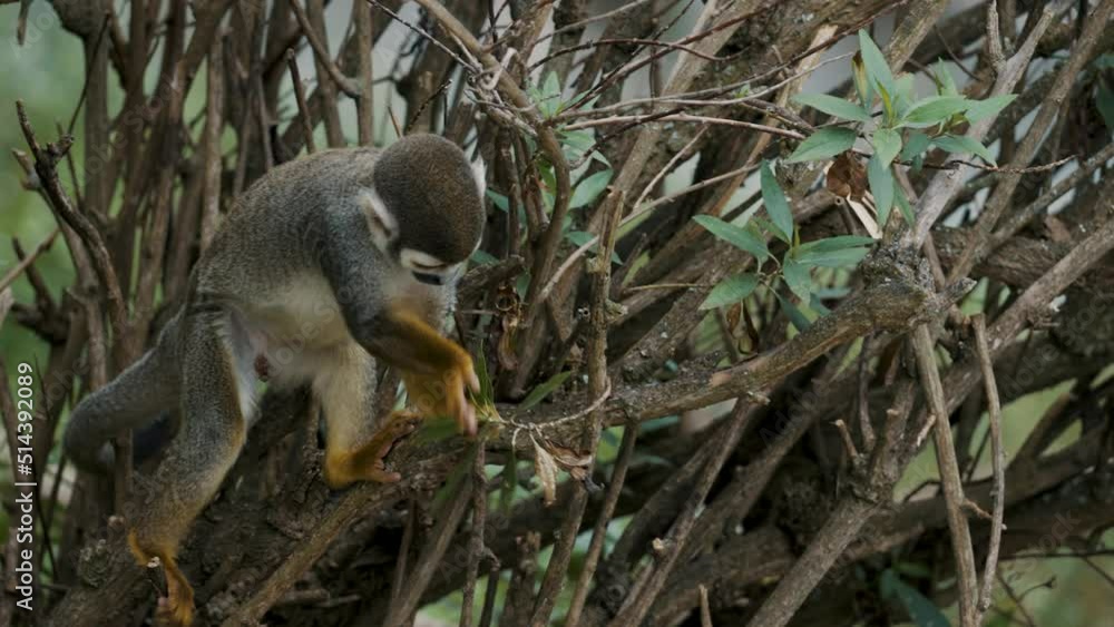 Poster curious squirrel monkey on a tree in the jungle - close up