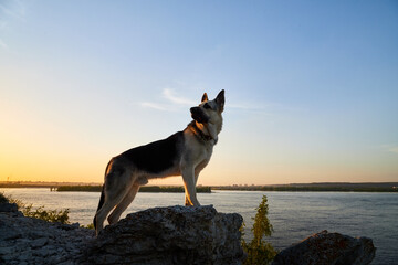 Big Dog German Shepherd in a sunny summer or autumn day on grey rocks of mountains near water of lake, river or sea and yellow sunset. Russian guard dog Eastern European Shepherd in nature lanscape