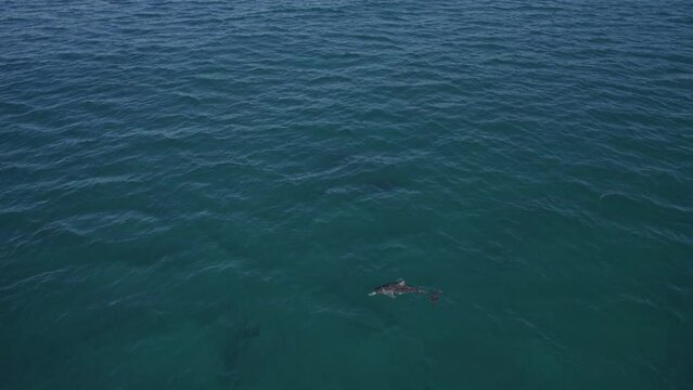 Bottlenose Dolphins Swimming Under The Blue Seascape At Fingal Head In New South Wales, Australia. Aerial Shot