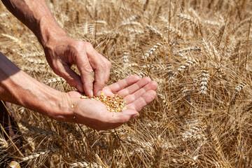 Agriculture et ressources alimentaires - Agriculteur contrôlant la maturité des grains de blé ...