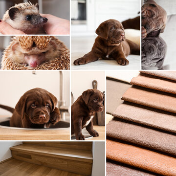 Collage of photos in brown colors with cute animals
