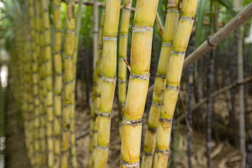 Fototapeta premium Sugarcane field with plants growing