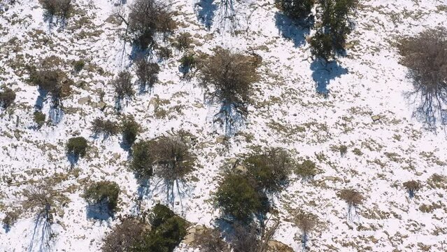 Mount Hermon slopes covered with snow, trees and bushes - aerial top-down view