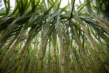 Fototapeta na wymiar Sugarcane field with plants growing