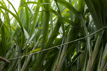 Sugarcane field with plants growing