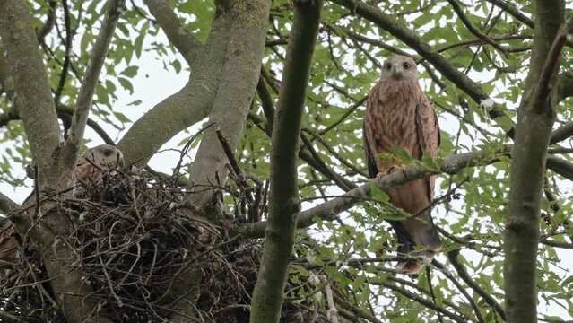 red kite (Milvus milvus), subadults fledgling at nest Heinsberg, North Rhine-Westphalia, Germany