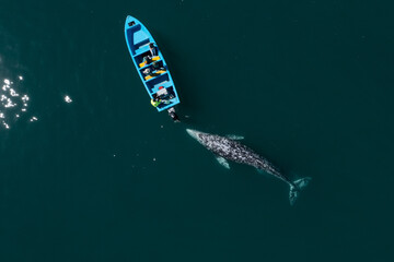 Stunning drone view of gray whale following boat with tourists. Whale watching tour in Guerrero Negro - 514394245