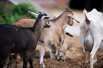 lambs walking  with mom goat. farm life