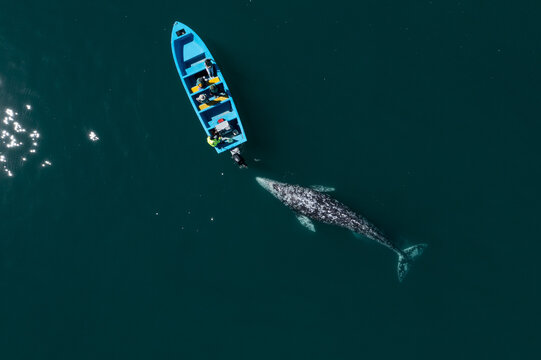 Stunning drone view of gray whale following boat with tourists. Whale watching tour in Guerrero Negro