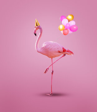 Pink flamingo in birthday cap with party helium balloons