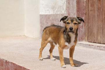 Perro callejero mestizo mira triste