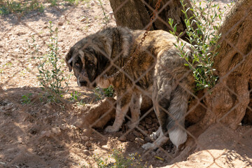 Perro mastín con mirada triste atado y encerrado tras una valla