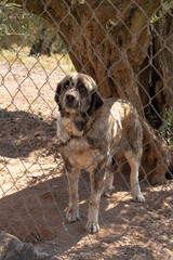 Perro mast&iacute;n triste en una perrera atado y encerrado  detr&aacute;s una valla