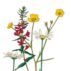 flower of meadow buttercup, purple loosestrife and daisies, vector drawing wild plant isolated at white background , hand drawn botanical illustration