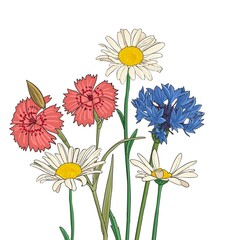 flowers of cornflower, rainbow pink and daisies, vector drawing wild plants at white background , hand drawn botanical illustration