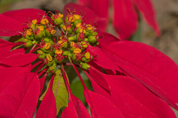 close up and selective focus of Poinsettia flower