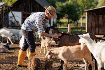 Male farmer taking care of his cute goats. Young rancherman getting pet therapy. Animal husbandry for the industrial production of goat milk dairy products. Agriculture business and cattle farming.