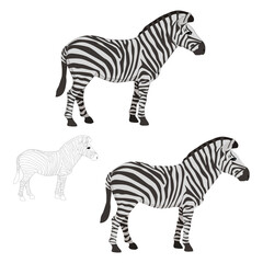 Vector zebra side view on white background isolated