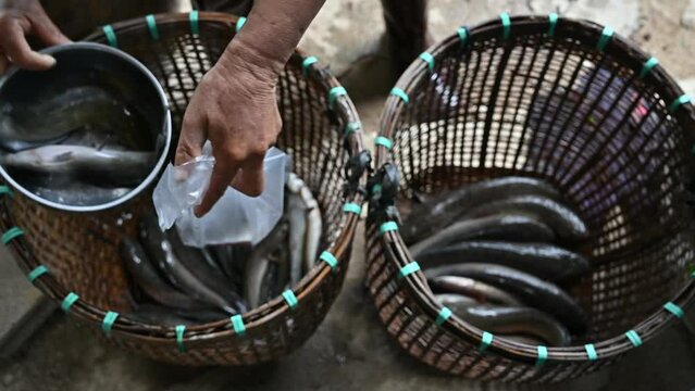 Merchant choosing a catfish and snakehead fish in basket to plastic bag for sell to customer.
