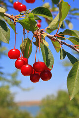 A bunch of ripe cherries on a branch.