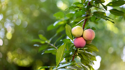 harvest plums on a branch in the garden, space for text