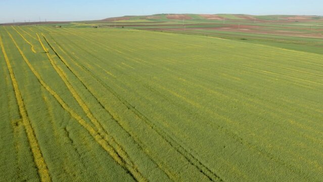 Aerial view of canola fields, Tekirdag, Turkey.