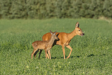 rehe