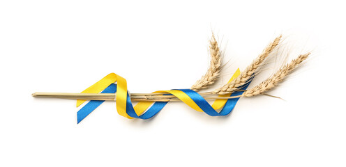 Wheat spikelets and ribbons in colors of Ukrainian flag on white background