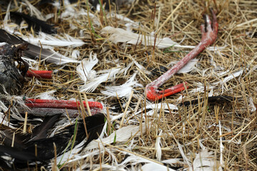 Obraz premium Dead stork in a field