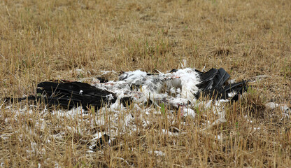 Dead stork in a field
