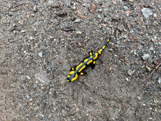 Small fire salamander by a stream in the mountains