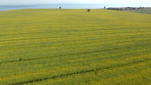 Aerial view of canola fields next to the Marmara Sea, Tekirdag, Turkey.