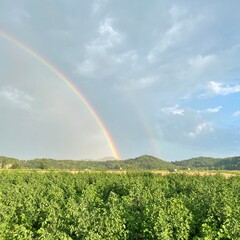 rainbow over field