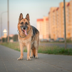 Tired elderly dog for a walk in the summer city.