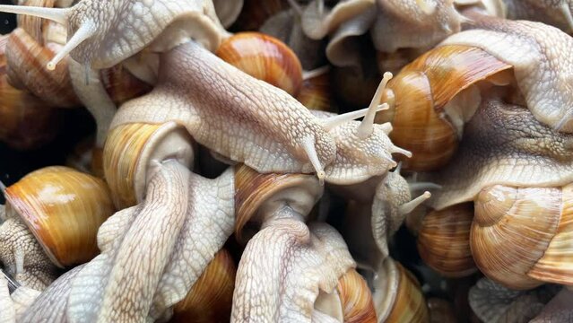 Many snails crawl for food on snail farm. 4K slow motion video clip