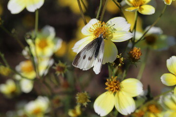 秋の日本の庭に咲くウインターコスモスの黄色い花の蜜を吸うモンシロチョウ