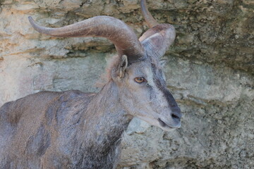 スーチョワンバーラル