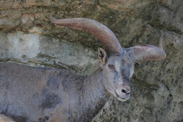 スーチョワンバーラル