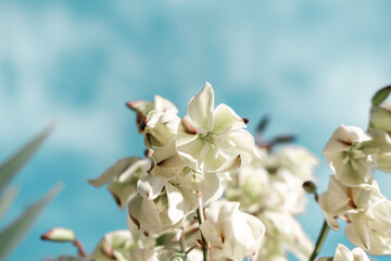 white petal blooming flower of yucca decorative outdoor plant