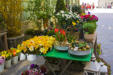 Spring flowers for sale at flower shop in Bratislava