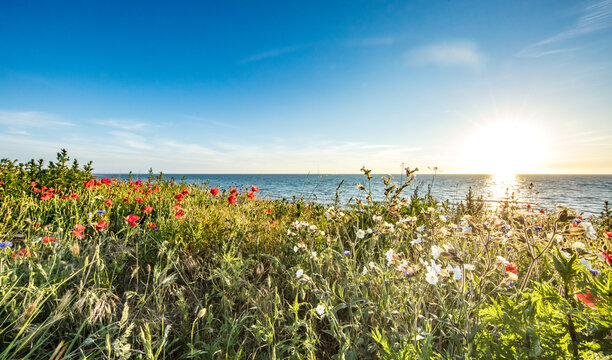 mohn am meer