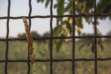 fence with grass