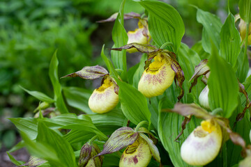 Cypripedium kentuckiense blossom flower from the orchid family. Yellow flower in the form of a slipper