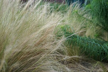 Trockene weiße und grüne hohe Graslandschaft bei Wind am Abend im Juli 