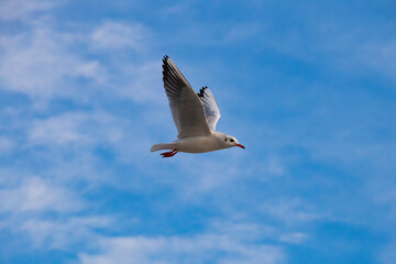 seagull in flight